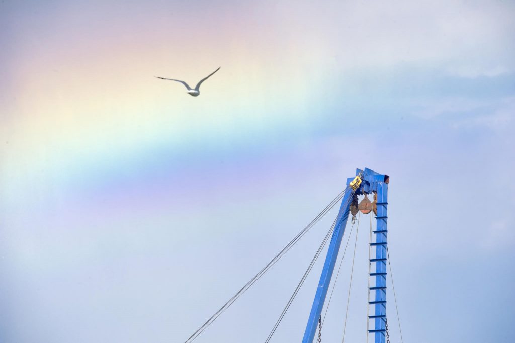 La mouette et la grue